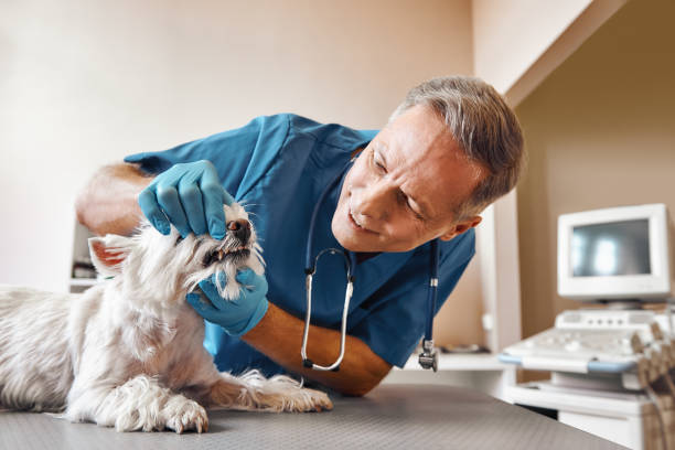 Best Emergency Dental Extractions in Manti, UT
